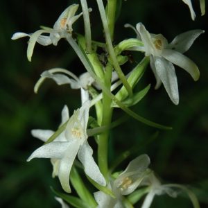 Platanthera bifolia (Nattviol)