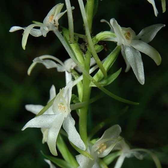 Platanthera bifolia (Nattviol)